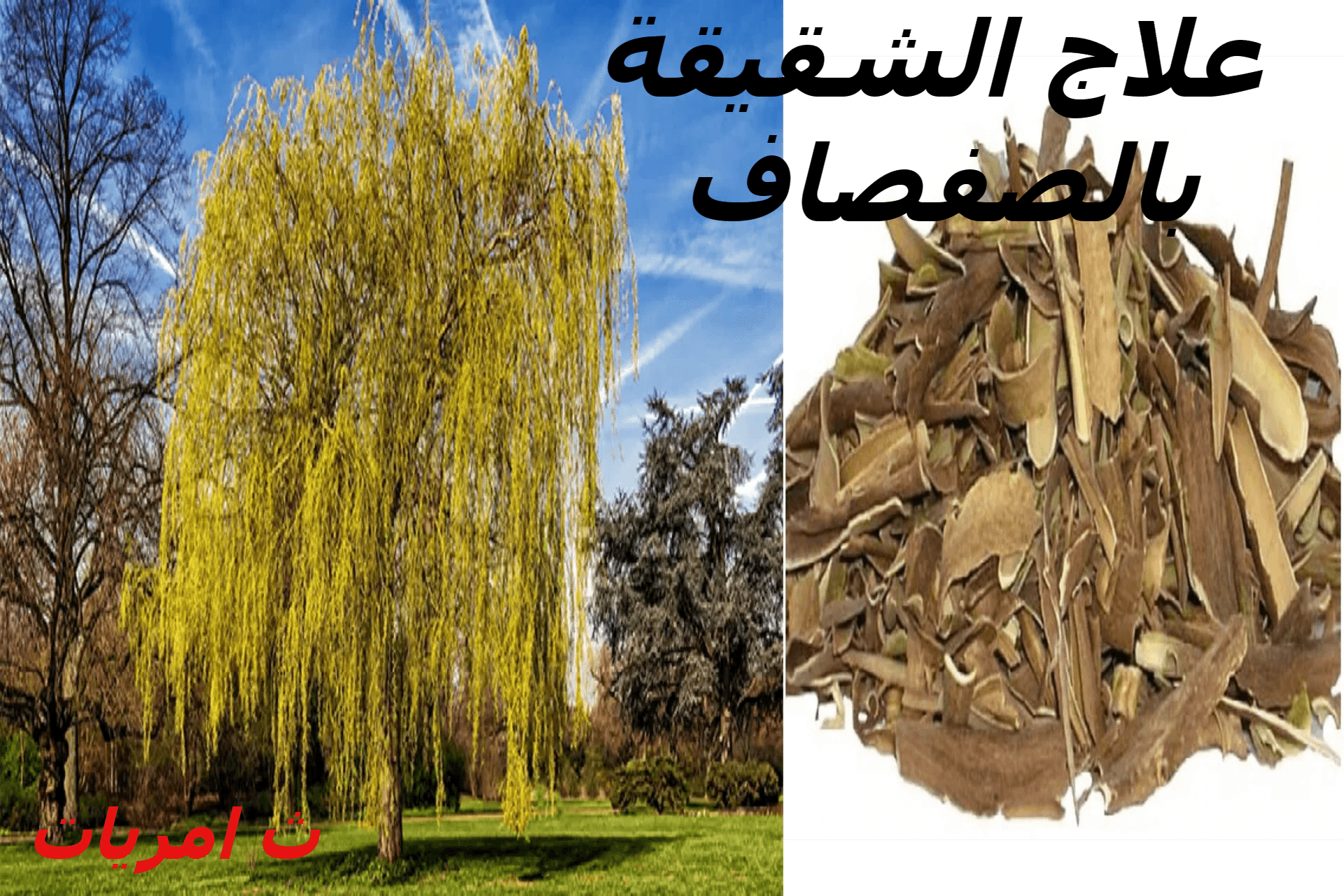 علاج الشقيقة بالصفصاف-قناة ثامريات