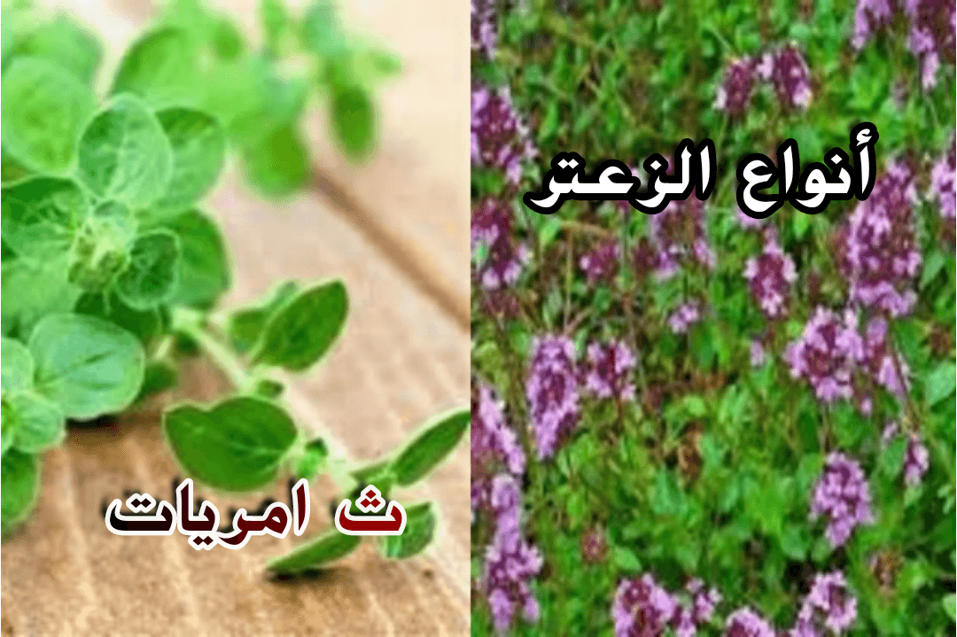 هل تعرف أنواع عشبة الشفاء / الزعتر؟؟ إليك أشهر أنواعه