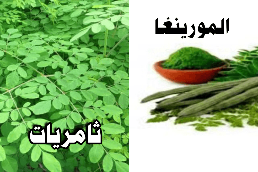 المورينجا / شجرة الحياة بامتياز!!