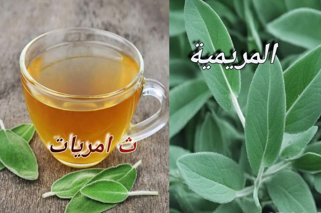 تعرف على المريمية/ النبتةالمذهلة