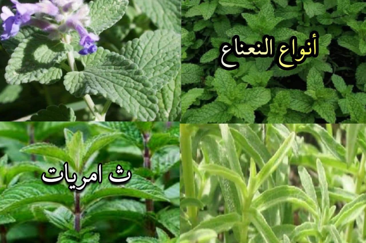 ماذا تعرف عن أنواع"النعناع"؟؟